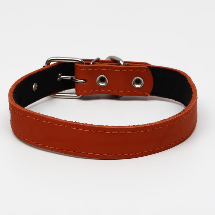 Ошейник кожаный на синтепоне, 65 х 3 см, ОШ 40-55 см, оранжевый
Ошейник кожаный на синтепоне, 65 х 3 см, ОШ 40-55 см, оранжевый
