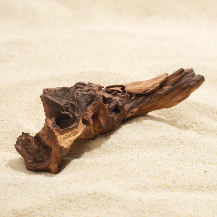 Африканское дерево BARBUS МОПАНИ 15см
Африканское дерево BARBUS МОПАНИ 15см