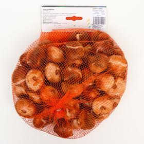 Тюльпан "Даллас" 55см, р/р 11/12, 50 шт.
Тюльпан "Даллас" 55см, р/р 11/12, 50 шт.