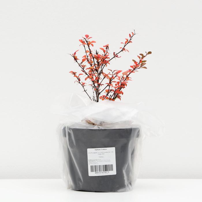 Барбарис Тунберга, С2-С3 (горшок 3л.), 15-20 см высота, Осень 2021
Барбарис Тунберга, С2-С3 (горшок 3л.), 15-20 см высота, Осень 2021