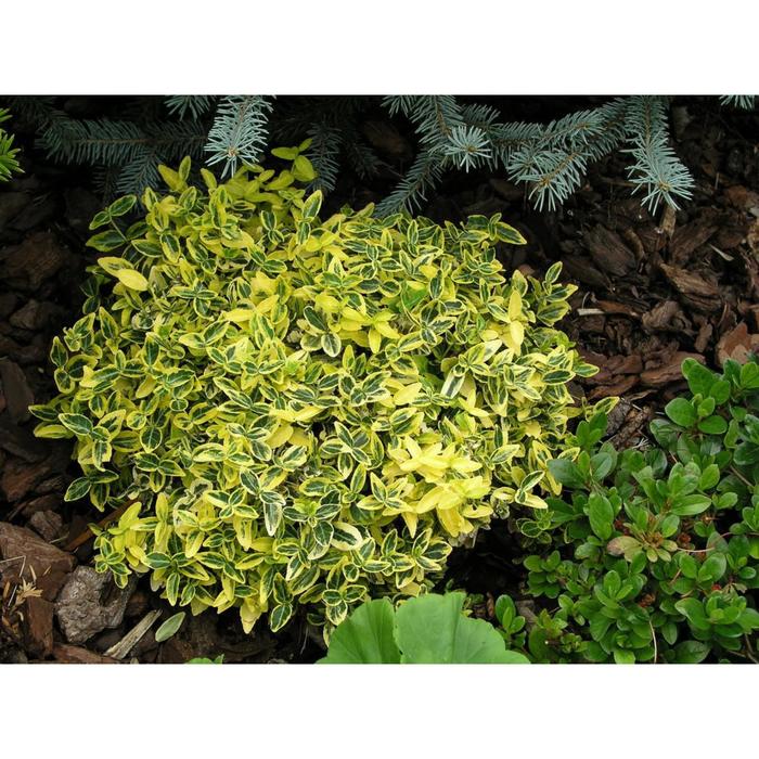 Бересклет, р9 (горшок квадратный 9см), 40-60 см высота, Осень 2021
Бересклет, р9 (горшок квадратный 9см), 40-60 см высота, Осень 2021