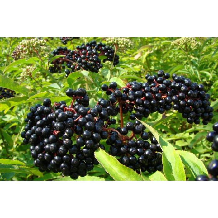 Бузина черная, С5 (горшок 5л.), 40-60 см высота, Осень 2021
Бузина черная, С5 (горшок 5л.), 40-60 см высота, Осень 2021