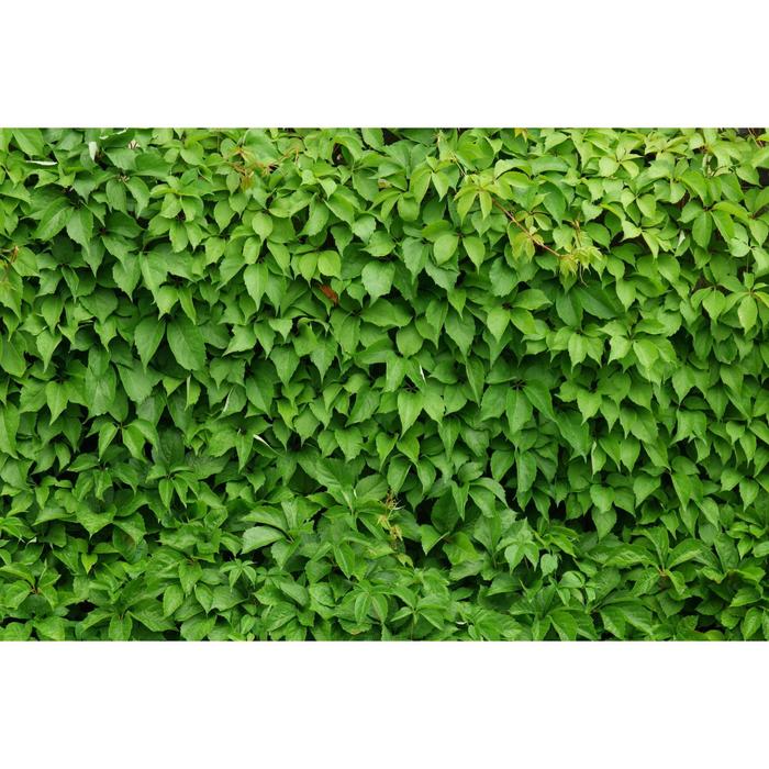 Виноград девичий, С3 (горшок 3л.), 40-80 см высота, Осень 2021
Виноград девичий, С3 (горшок 3л.), 40-80 см высота, Осень 2021