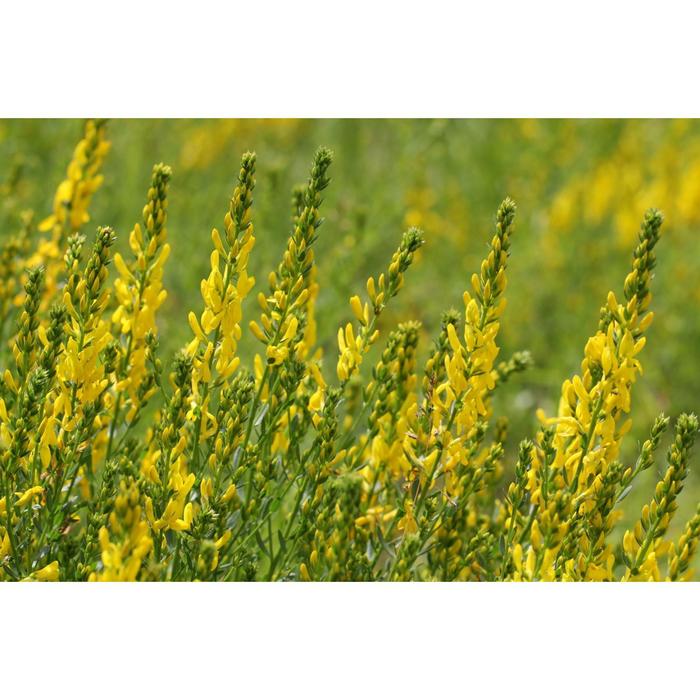 Дрок красильный, С3 (горшок 3л.), 20-40 см высота, Осень 2021
Дрок красильный, С3 (горшок 3л.), 20-40 см высота, Осень 2021