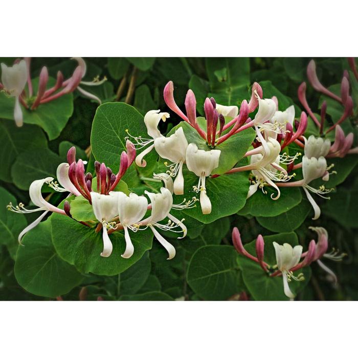 Жимолость каприфоль , 20-40 см высота, Осень 2021
Жимолость каприфоль , 20-40 см высота, Осень 2021