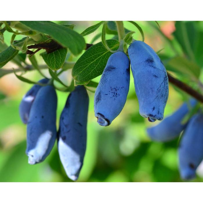 Жимолость плодовая, С3 (горшок 3л.), 10-20 см высота, Осень 2021
Жимолость плодовая, С3 (горшок 3л.), 10-20 см высота, Осень 2021