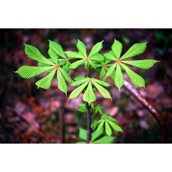 Каштан, С3 (горшок 3л.), 10-20 см высота, Осень 2021
Каштан, С3 (горшок 3л.), 10-20 см высота, Осень 2021