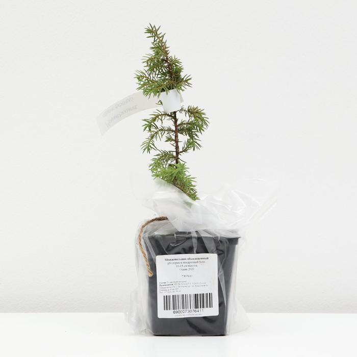 Можжевельник обыкновенный, р9 (горшок квадратный 9см), 10-15 см высота, Осень 2021
Можжевельник обыкновенный, р9 (горшок квадратный 9см), 10-15 см высота, Осень 2021