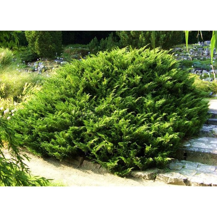 Можжевельник казацкий, С3 (горшок 3л.), 20-40 см высота, Осень 2021
Можжевельник казацкий, С3 (горшок 3л.), 20-40 см высота, Осень 2021