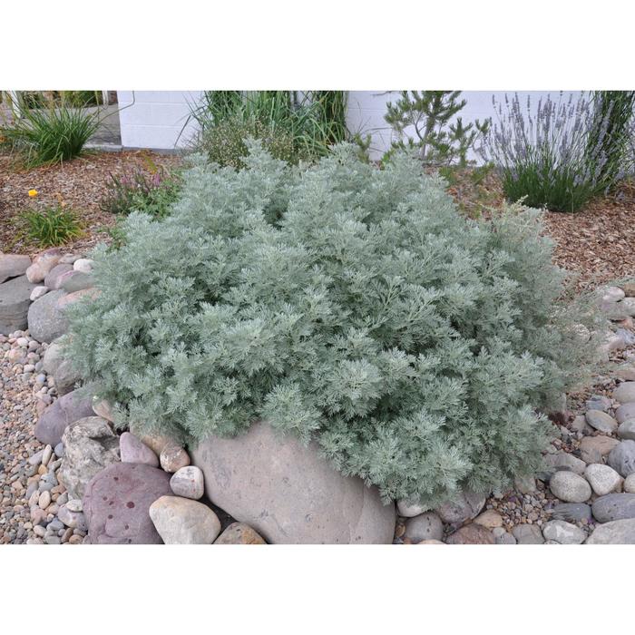 Артемизия, С3 (горшок 3л.), 80-100 см высота, Осень 2021
Артемизия, С3 (горшок 3л.), 80-100 см высота, Осень 2021