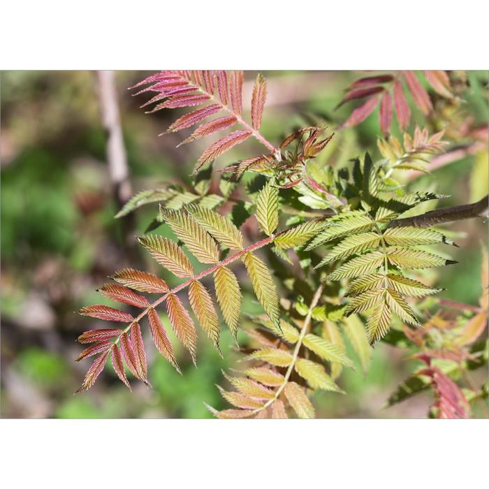 Рябинник, С2 (горшок 2л.), 40-60 см высота, Осень 2021
Рябинник, С2 (горшок 2л.), 40-60 см высота, Осень 2021