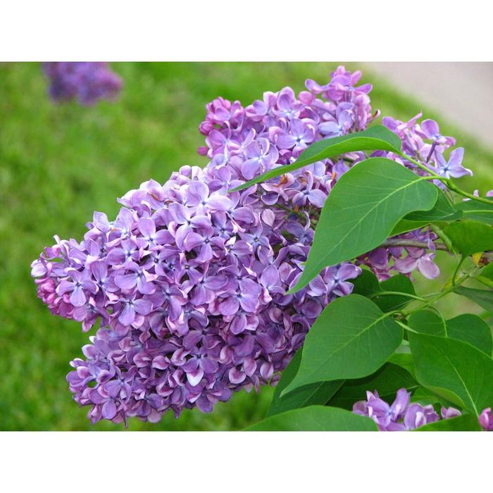 Сирень обыкновенная, С2 (горшок 2л.), 10-20 см высота, Осень 2021
Сирень обыкновенная, С2 (горшок 2л.), 10-20 см высота, Осень 2021