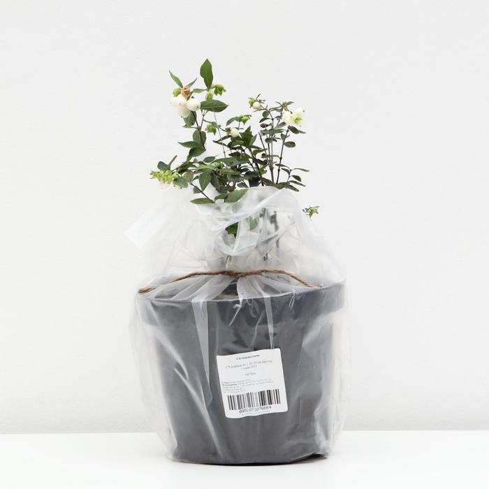 Снежноягодник, С3 (горшок 3л.), 20-25 см высота, Осень 2021
Снежноягодник, С3 (горшок 3л.), 20-25 см высота, Осень 2021