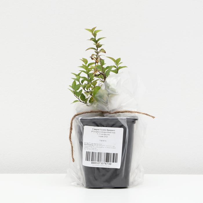 Спирея Голден Принцесс, р9 (горшок квадратный 9см), 5-10 см высота, Осень 2021
Спирея Голден Принцесс, р9 (горшок квадратный 9см), 5-10 см высота, Осень 2021