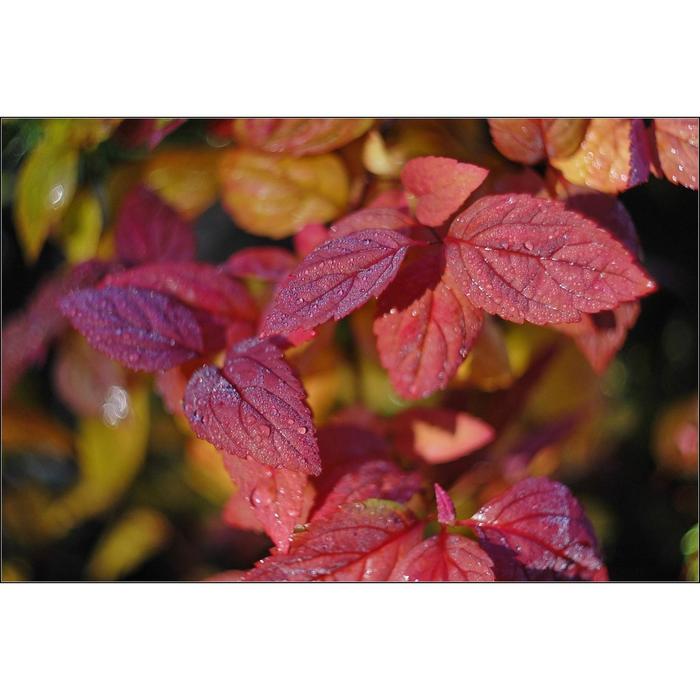 Спирея Макрофила, С3 (горшок 3л.), 20-40 см высота, Осень 2021
Спирея Макрофила, С3 (горшок 3л.), 20-40 см высота, Осень 2021