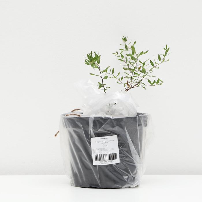 Спирея серая, С3 (горшок 3л.), 20-40 см высота, Осень 2021
Спирея серая, С3 (горшок 3л.), 20-40 см высота, Осень 2021