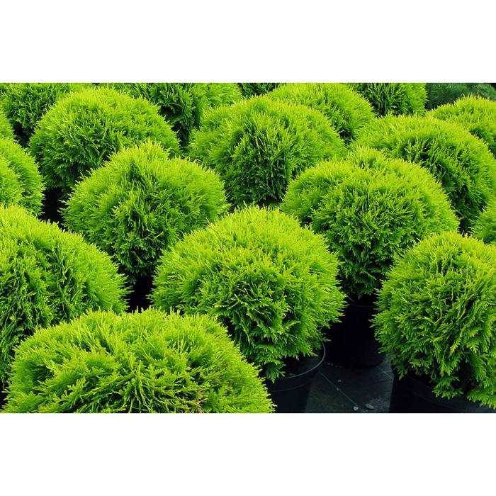 Туя шаровидная, р9 (горшок квадратный 9см), 10-20 см высота, Осень 2021
Туя шаровидная, р9 (горшок квадратный 9см), 10-20 см высота, Осень 2021