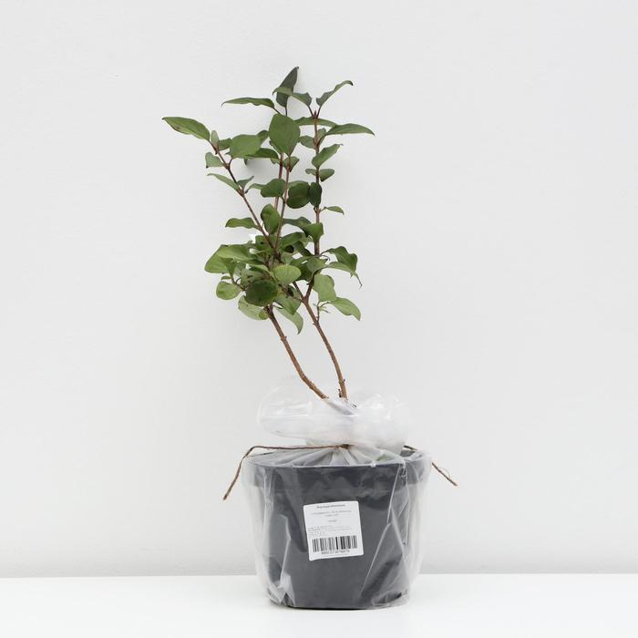 Форзиция яйцевидная, С3 (горшок 3л.), 20-40 см высота, Осень 2021
Форзиция яйцевидная, С3 (горшок 3л.), 20-40 см высота, Осень 2021