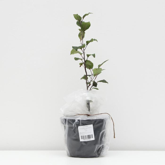 Яблоня Дичок, С2-С3 (горшок 3л.), 20-40 см высота, Осень 2021