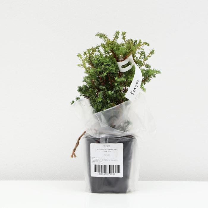 Кипарис, р9 (горшок квадратный 9см), Осень 2021
Кипарис, р9 (горшок квадратный 9см), Осень 2021