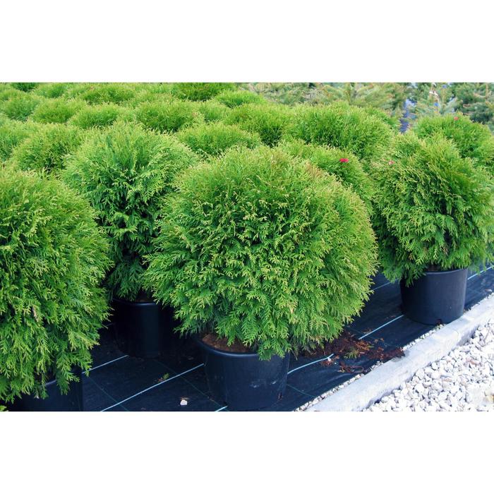 Туя западная "Woodwardii", р9 (горшок квадратный 9см), 10-20 см высота, Осень 2021
Туя западная "Woodwardii", р9 (горшок квадратный 9см), 10-20 см высота, Осень 2021