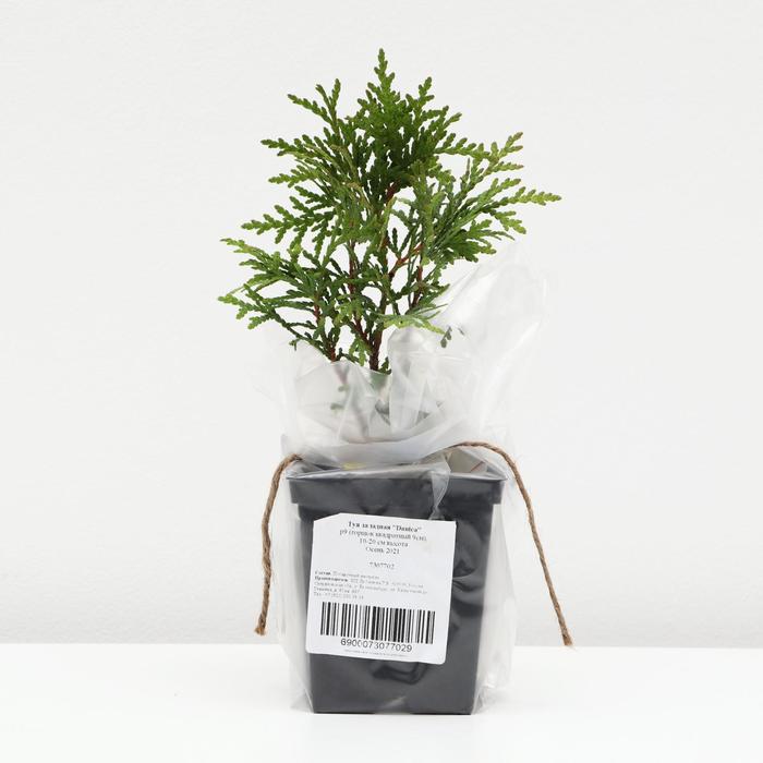 Туя западная "Danica", р9 (горшок квадратный 9см), 10-20 см высота, Осень 2021
Туя западная "Danica", р9 (горшок квадратный 9см), 10-20 см высота, Осень 2021
