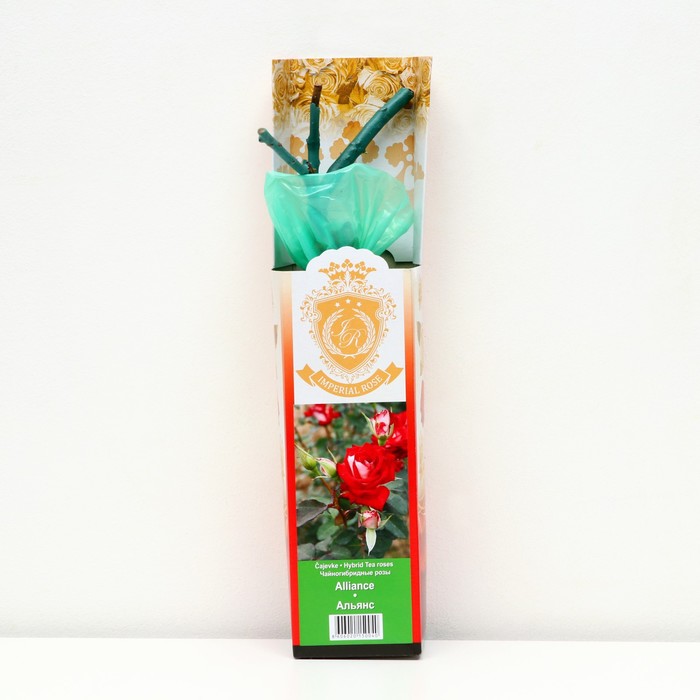 Саженец розы "Альянс ", 1 шт, туба, Весна 2023
Саженец розы "Альянс ", 1 шт, туба, Весна 2023