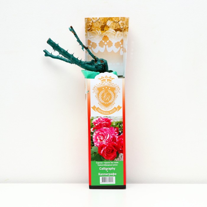 Саженец розы "Каллиграфи ", 1 шт, туба, Весна 2023
Саженец розы "Каллиграфи ", 1 шт, туба, Весна 2023