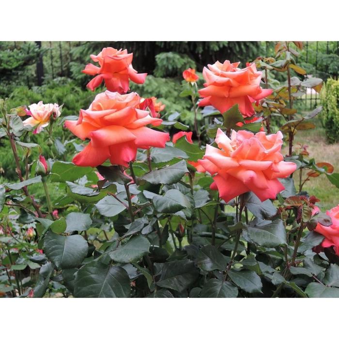 Саженец розы "Христофор Колумб " 1 шт Весна 2022
Саженец розы "Христофор Колумб " 1 шт Весна 2022