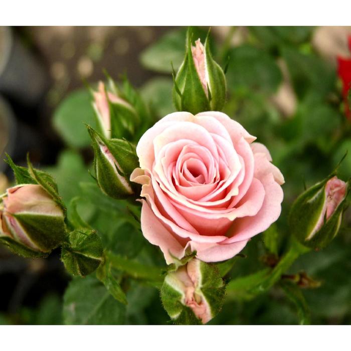 Саженец розы "Дезире" 1 шт Весна 2022
Саженец розы "Дезире" 1 шт Весна 2022