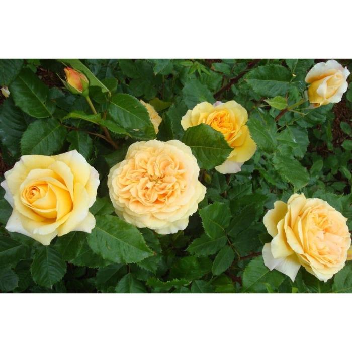 Саженец розы "Поиск" "Дива" 1 шт., Весна 2022
Саженец розы "Поиск" "Дива" 1 шт., Весна 2022