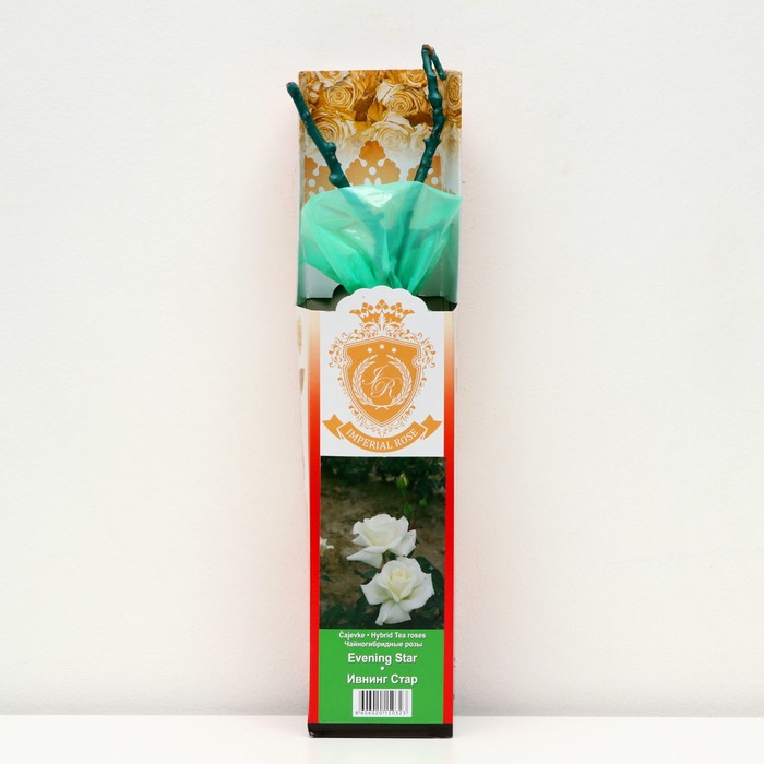 Саженец розы "Ивнинг Стар ", 1 шт, туба, Весна 2023
Саженец розы "Ивнинг Стар ", 1 шт, туба, Весна 2023