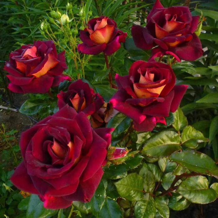 Саженец розы "Эдди Митчел " 1 шт Весна 2022
Саженец розы "Эдди Митчел " 1 шт Весна 2022