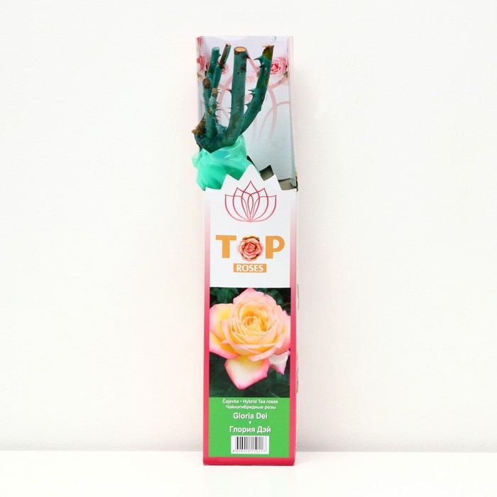 Саженец розы "Глория Дэй ", 1 шт, туба, Весна 2023
Саженец розы "Глория Дэй ", 1 шт, туба, Весна 2023