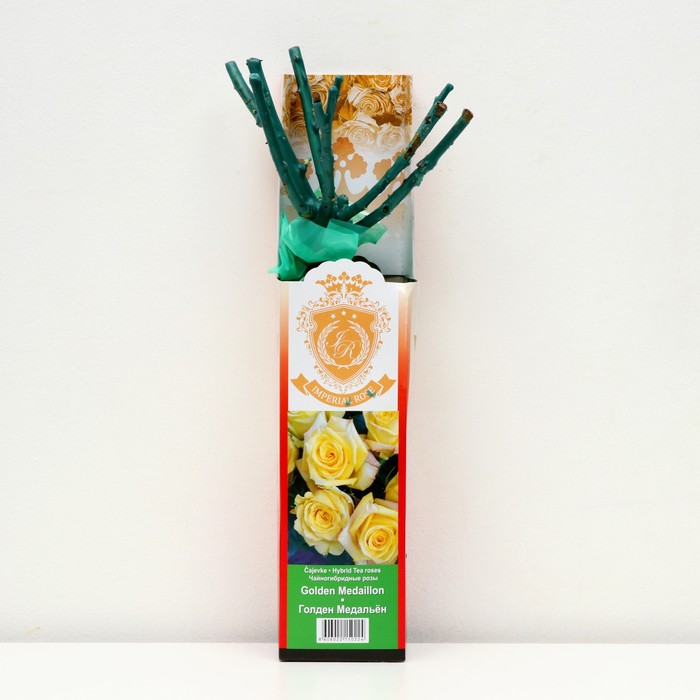 Саженец розы "Голден Медальён ", 1 шт, туба, Весна 2023
Саженец розы "Голден Медальён ", 1 шт, туба, Весна 2023