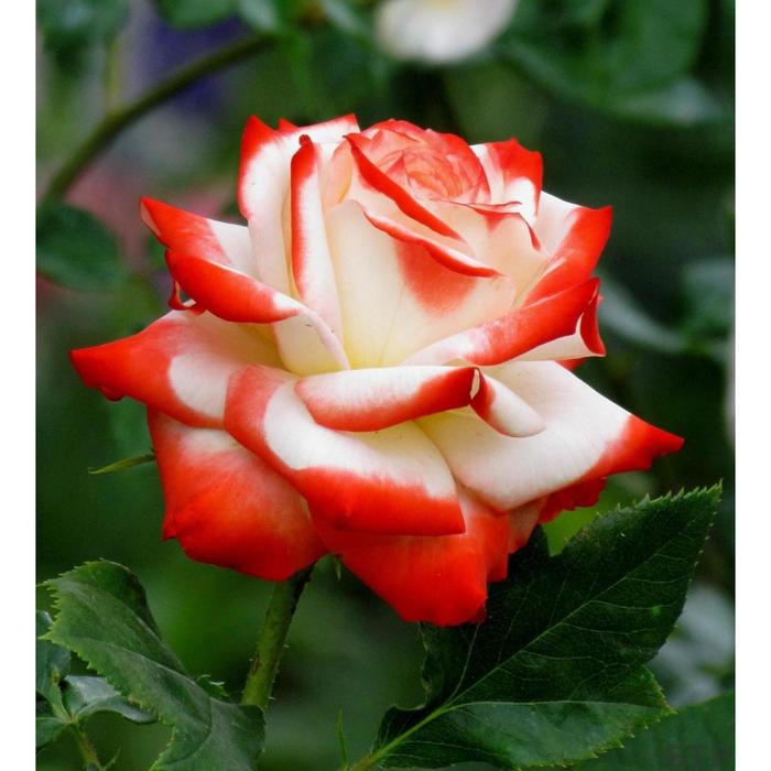 Саженец розы "Кайзер Фарах " 1 шт Весна 2022
Саженец розы "Кайзер Фарах " 1 шт Весна 2022