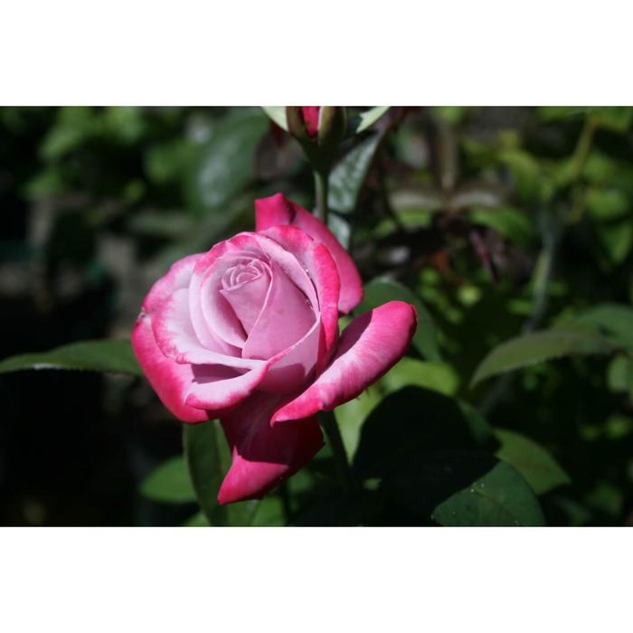 Саженец розы "Парадиз " 1 шт Весна 2022
Саженец розы "Парадиз " 1 шт Весна 2022