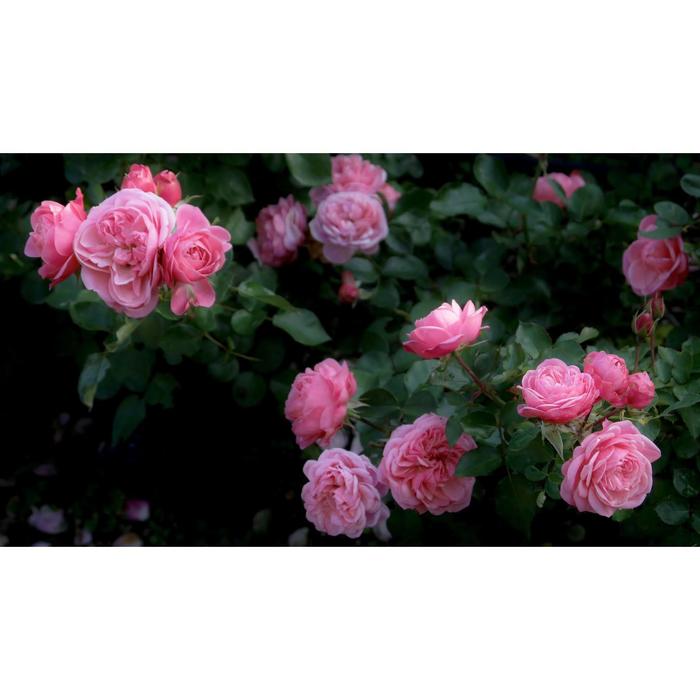 Саженец розы "Прилюд " 1 шт Весна 2022
Саженец розы "Прилюд " 1 шт Весна 2022