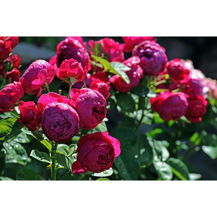 Саженец розы "Роял Балл " 1 шт Весна 2022
Саженец розы "Роял Балл " 1 шт Весна 2022