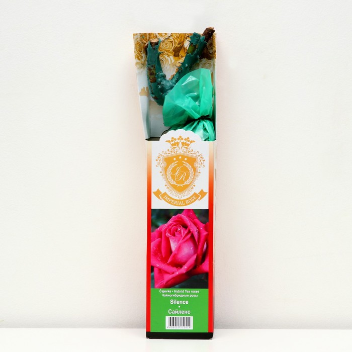 Саженец розы "Сайленс ", 1 шт, туба, Весна 2023 
Саженец розы "Сайленс ", 1 шт, туба, Весна 2023