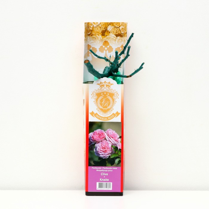 Саженец розы "Клайв ", 1 шт, туба, Весна 2023
Саженец розы "Клайв ", 1 шт, туба, Весна 2023