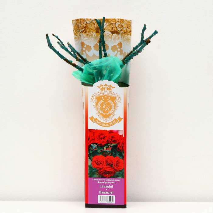 Саженец розы "Лаваглут ", 1 шт, туба, Весна 2023
Саженец розы "Лаваглут ", 1 шт, туба, Весна 2023