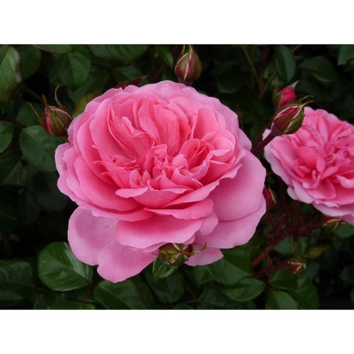 Саженец розы "Ману Мейян " 1 шт Весна 2022 
Саженец розы "Ману Мейян " 1 шт Весна 2022