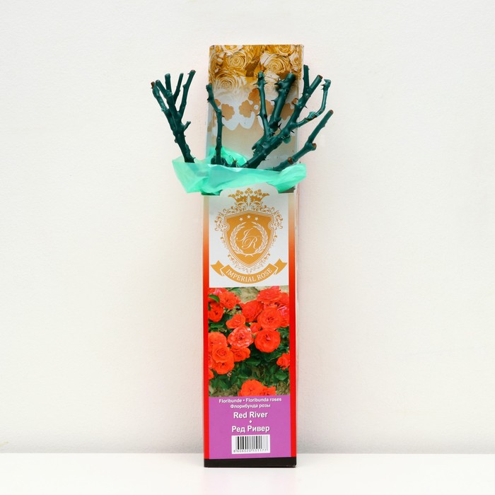 Саженец розы "Ред Ривер ", 1 шт, туба, Весна 2023
Саженец розы "Ред Ривер ", 1 шт, туба, Весна 2023