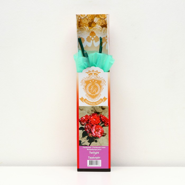 Саженец розы "Твайлайт ", 1 шт, туба, Весна 2023
Саженец розы "Твайлайт ", 1 шт, туба, Весна 2023