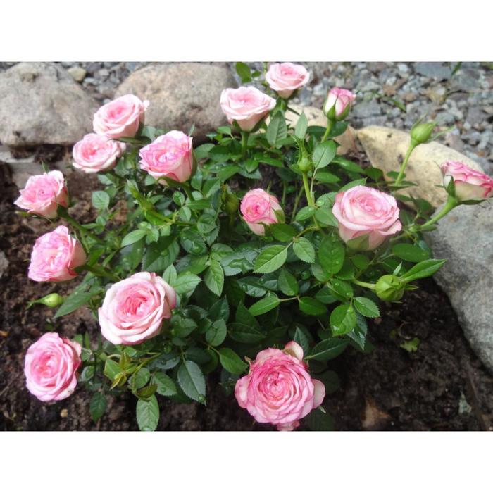 Саженец розы "Бубикопф " 1 шт Весна 2022
Саженец розы "Бубикопф " 1 шт Весна 2022