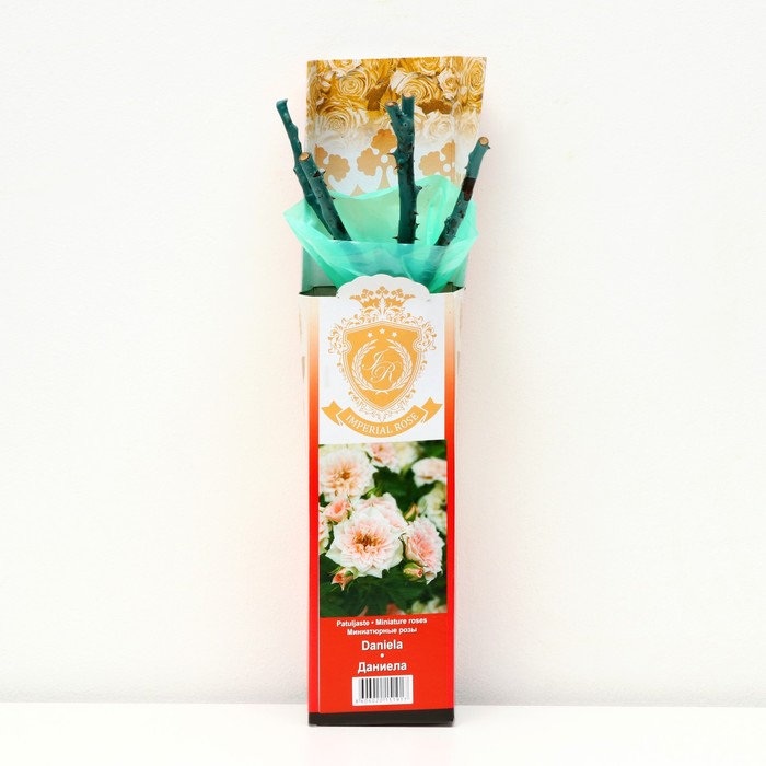 Саженец розы "Даниела ", 1 шт, туба, Весна 2023
Саженец розы "Даниела ", 1 шт, туба, Весна 2023