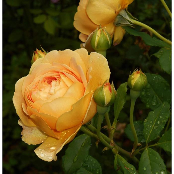 Саженец розы "Голден Мейландина " 1 шт Весна 2022
Саженец розы "Голден Мейландина " 1 шт Весна 2022