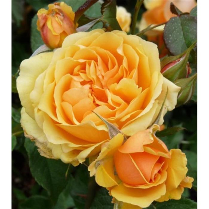 Саженец розы "Балерина " 1 шт Весна 2022
Саженец розы "Балерина " 1 шт Весна 2022