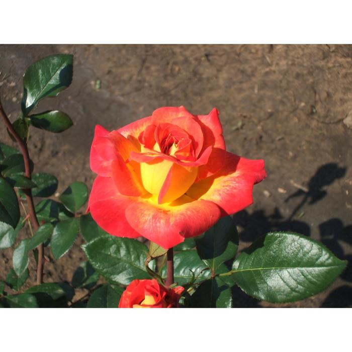 Саженец розы "Декор " 1 шт Весна 2022
Саженец розы "Декор " 1 шт Весна 2022